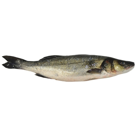 Wholesale Greece Farmed Case 800/1000G S&G Whole Branzino- Bulk