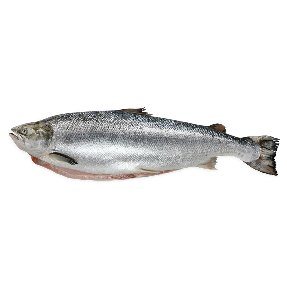 Wholesale Canada Farmed Case Whole Atlantic Salmon- Bulk