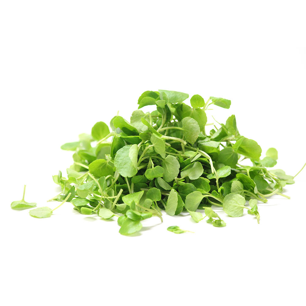 Wholesale Micro Watercress | 8 oz- Bulk