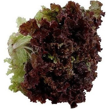 Wholesale Dix Farms Red Leaf Lettuce- Bulk