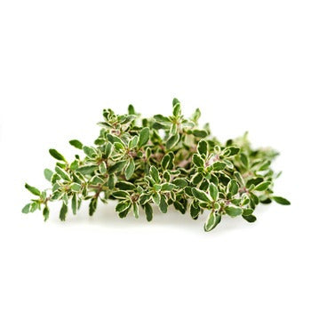 Wholesale Dix Farms Thyme 4oz- Bulk