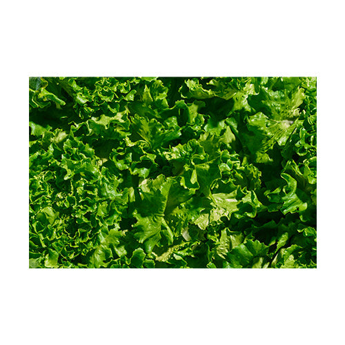 Wholesale Gotham Greens Local Greenhouse Crunch Lettuce 2.5lb- Bulk