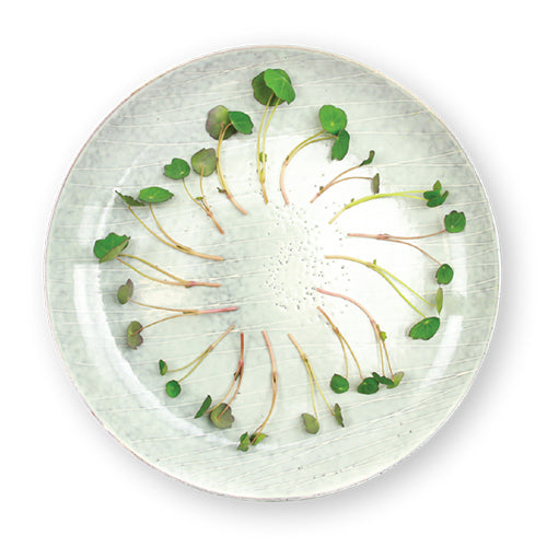 Wholesale Flavour Fields Nasturtium Micro Greens 4oz- Bulk