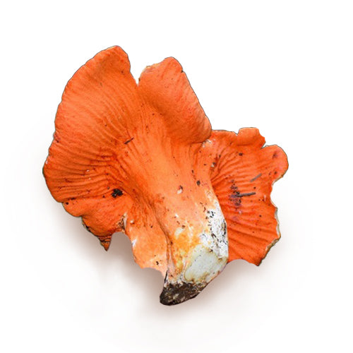 Wholesale Dix Farms Lobster Mushroom 3lb- Bulk