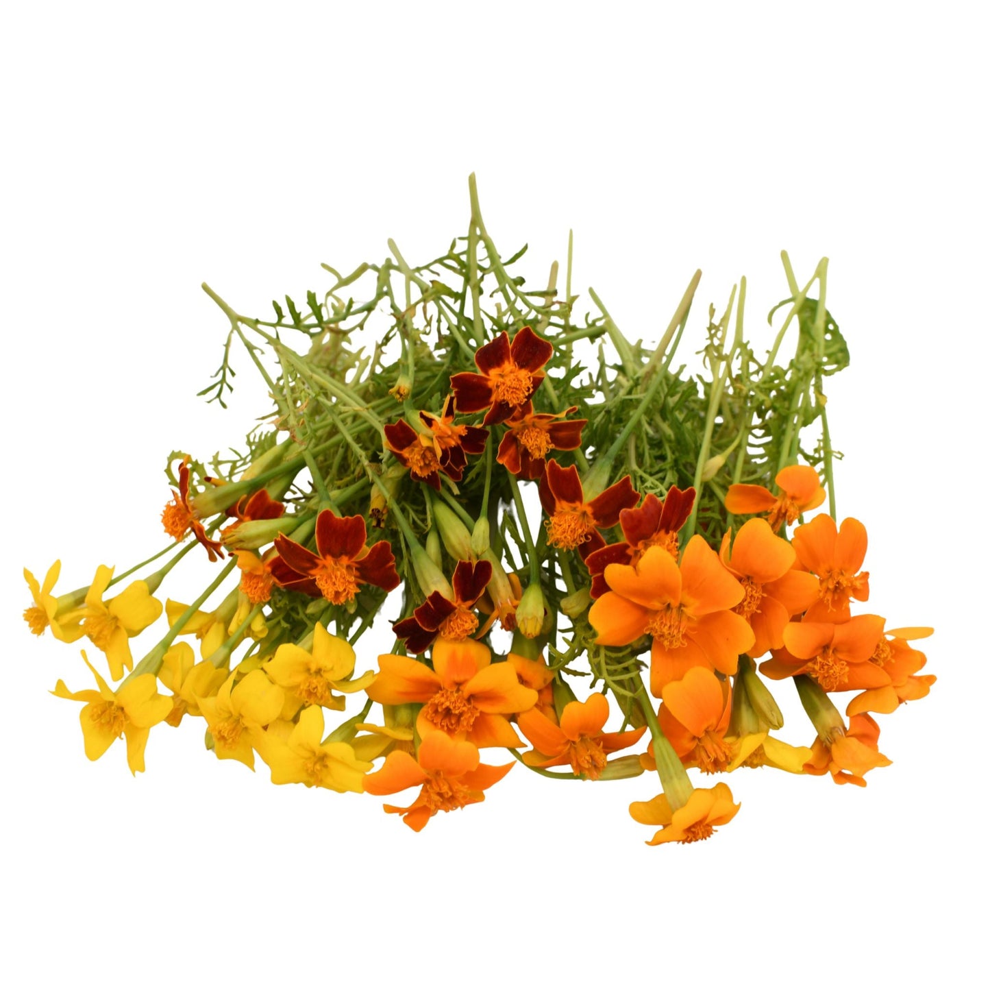 Wholesale Girl And Dug Citrus Gem Marigold Flower- Bulk