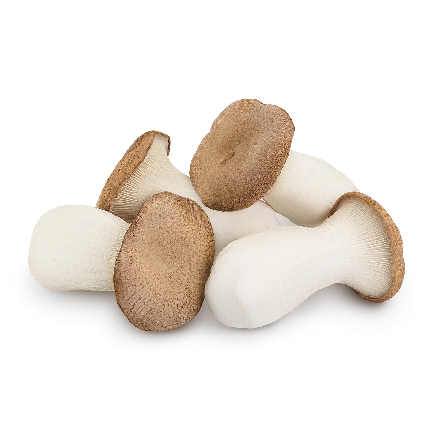 Wholesale Dix Farms Organic King Oyster Mushrooms 6oz- Bulk