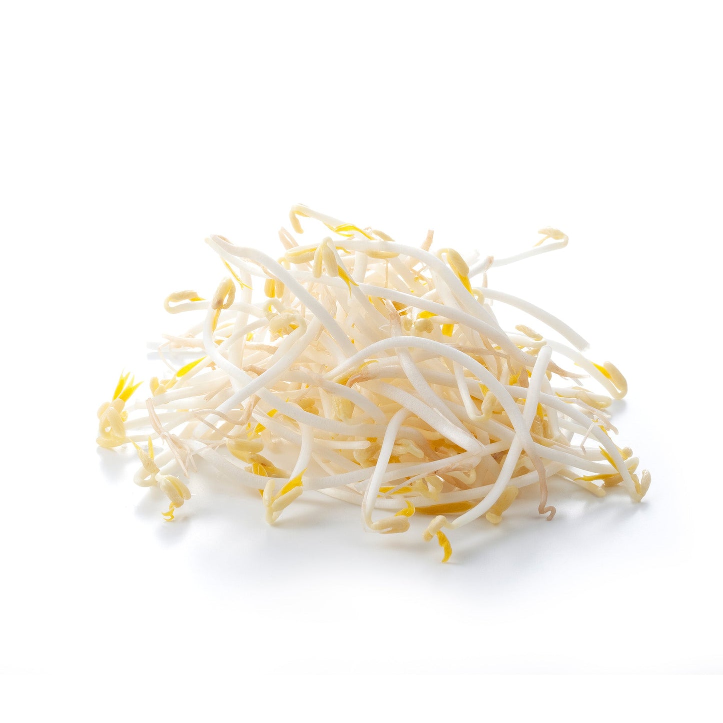 Wholesale Dix Farms Organic Bean Sprouts 7oz- Bulk