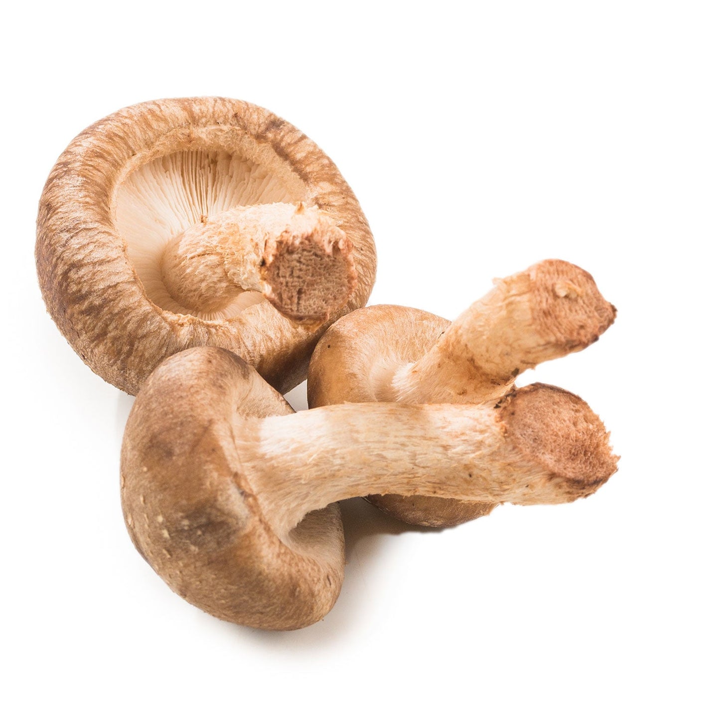 Wholesale Local Farm Shiitake a Mushroom 3lb- Bulk