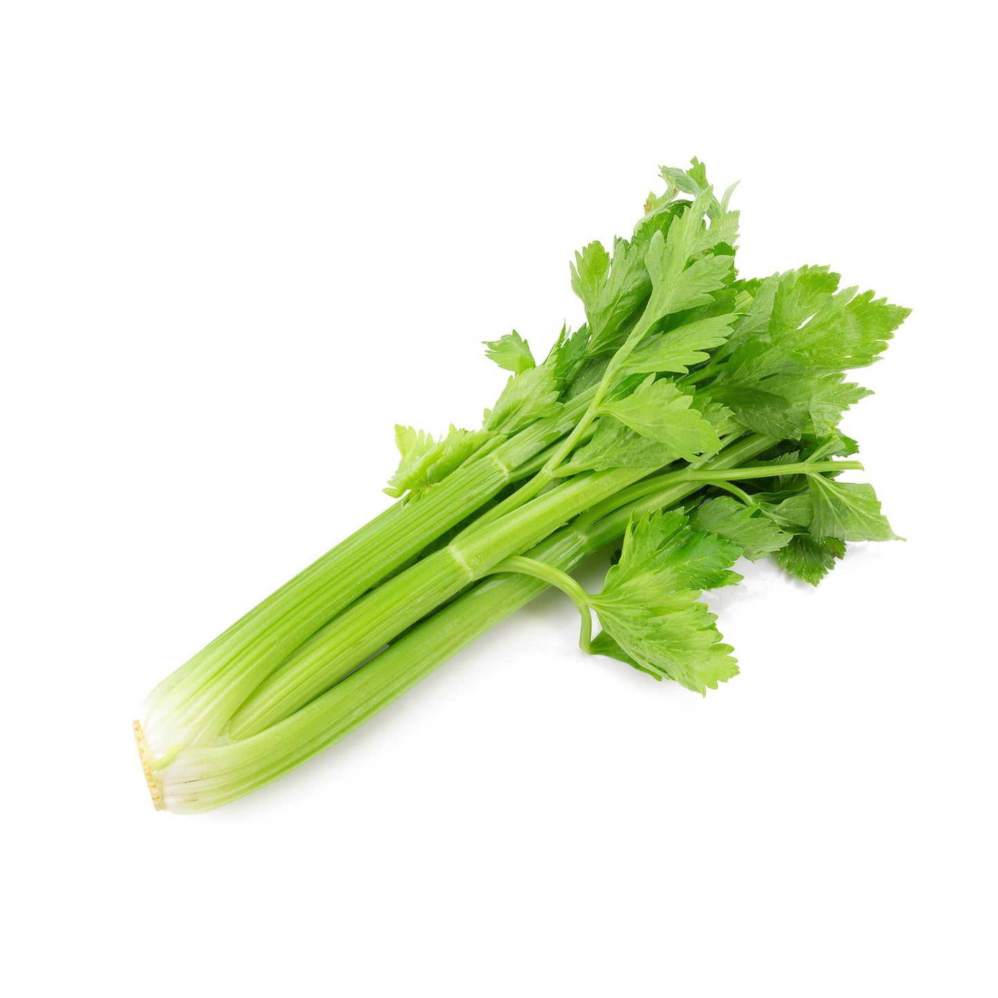 Wholesale Dix Farms Organic Celery- Bulk