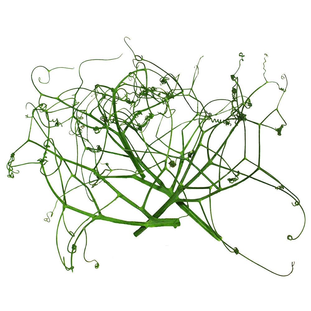 Wholesale Koppert Cress Case Micro Pea Tendrils- Bulk