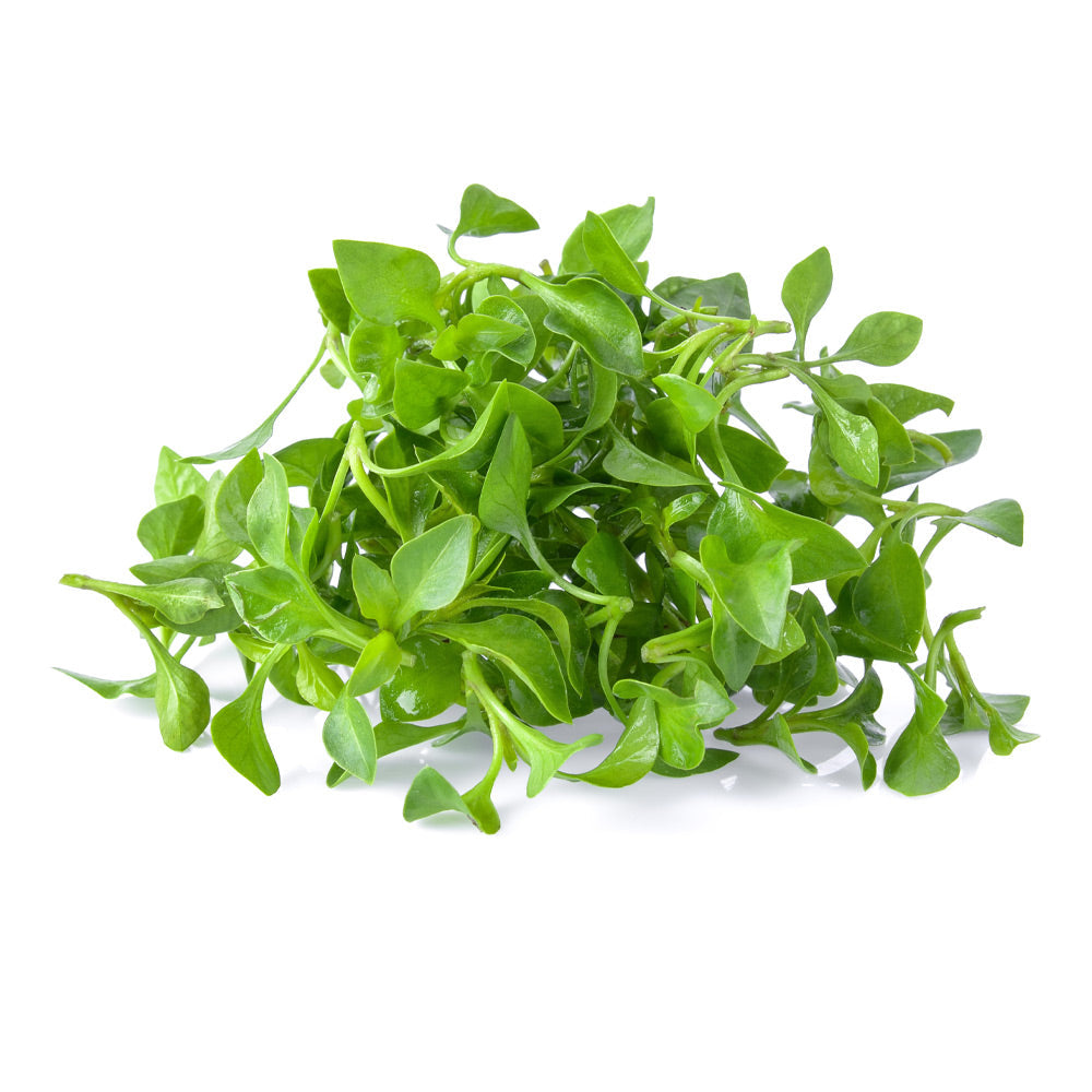 Wholesale B&W Case Washed Watercress- Bulk
