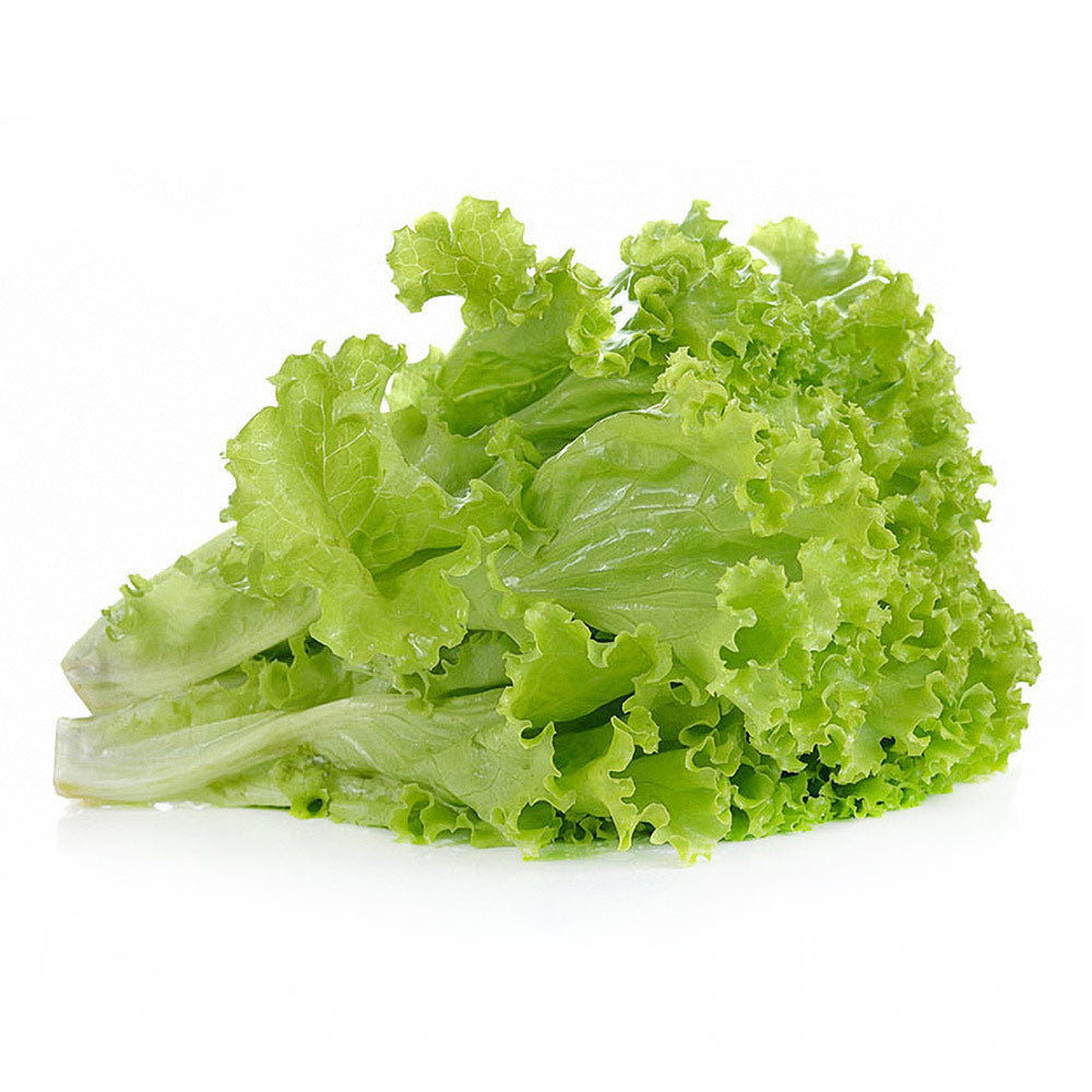 Wholesale Organic Green Leaf Lettuce | 24 ct- Bulk