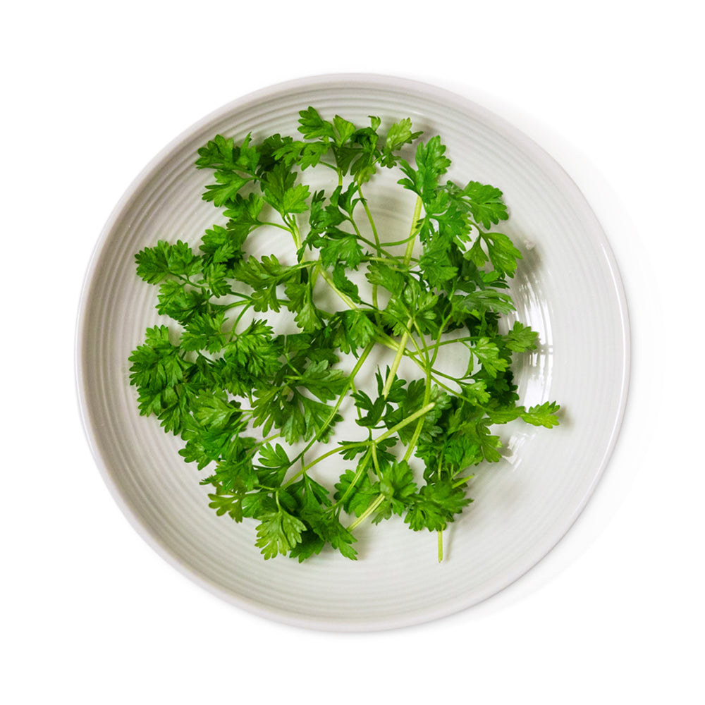 Wholesale Micro Chervil | 6 oz- Bulk