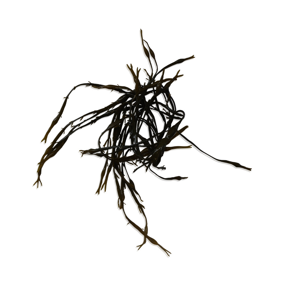 Wholesale BoxNCase Case Fresh Seaweed 10Lb- Bulk