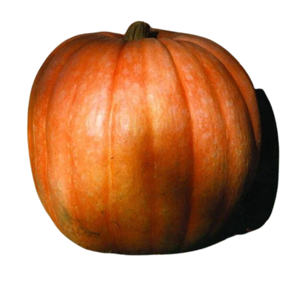Wholesale Atlantic Giant Pumpkin | 75-100 lb avg- Bulk