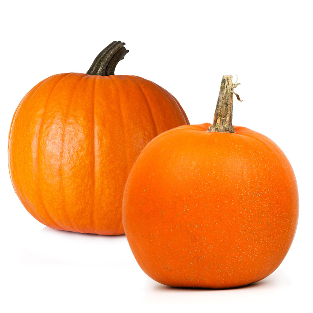 Wholesale Small Pumpkin- Bulk