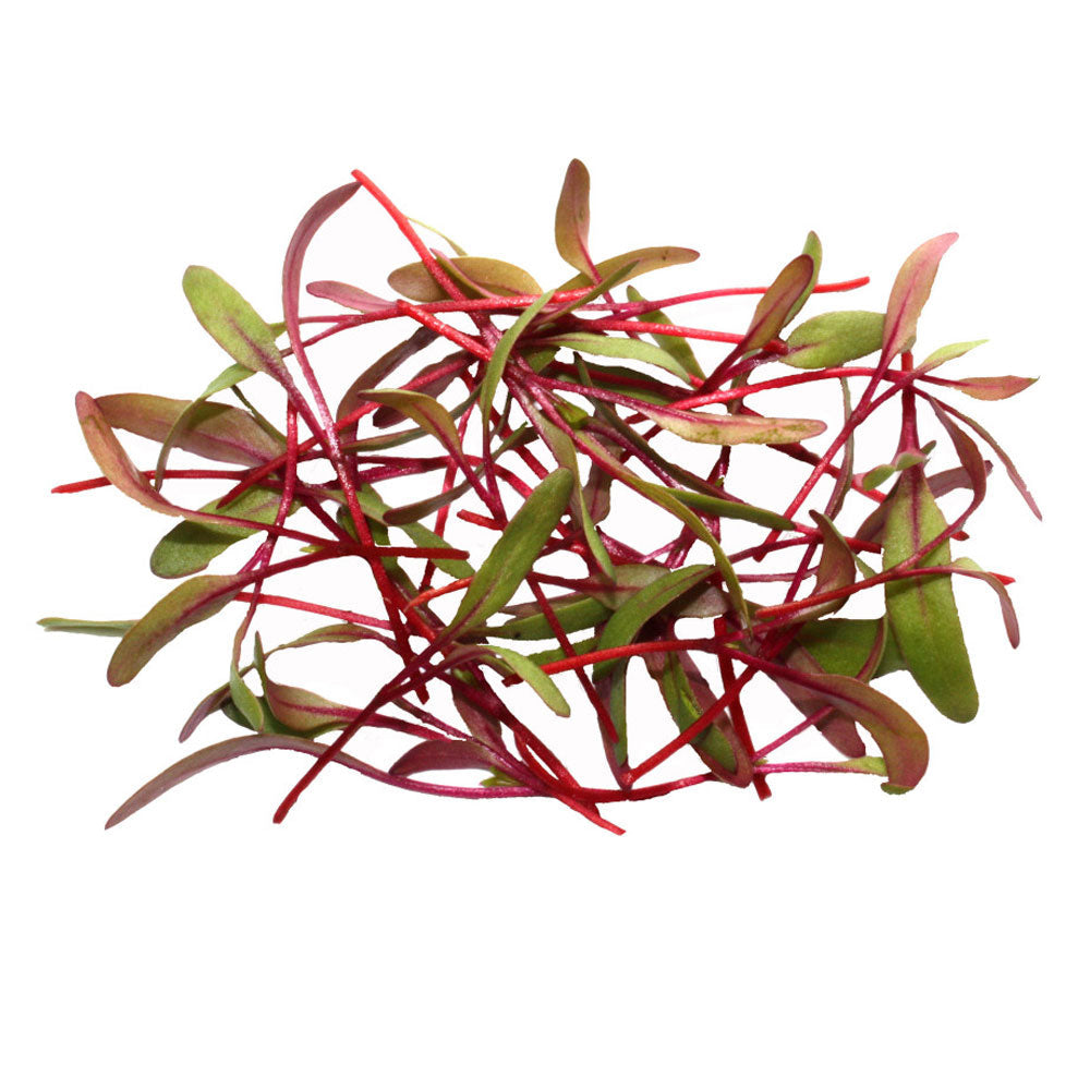 Wholesale Koppert Cress Case Micro Bulls Blood- Bulk