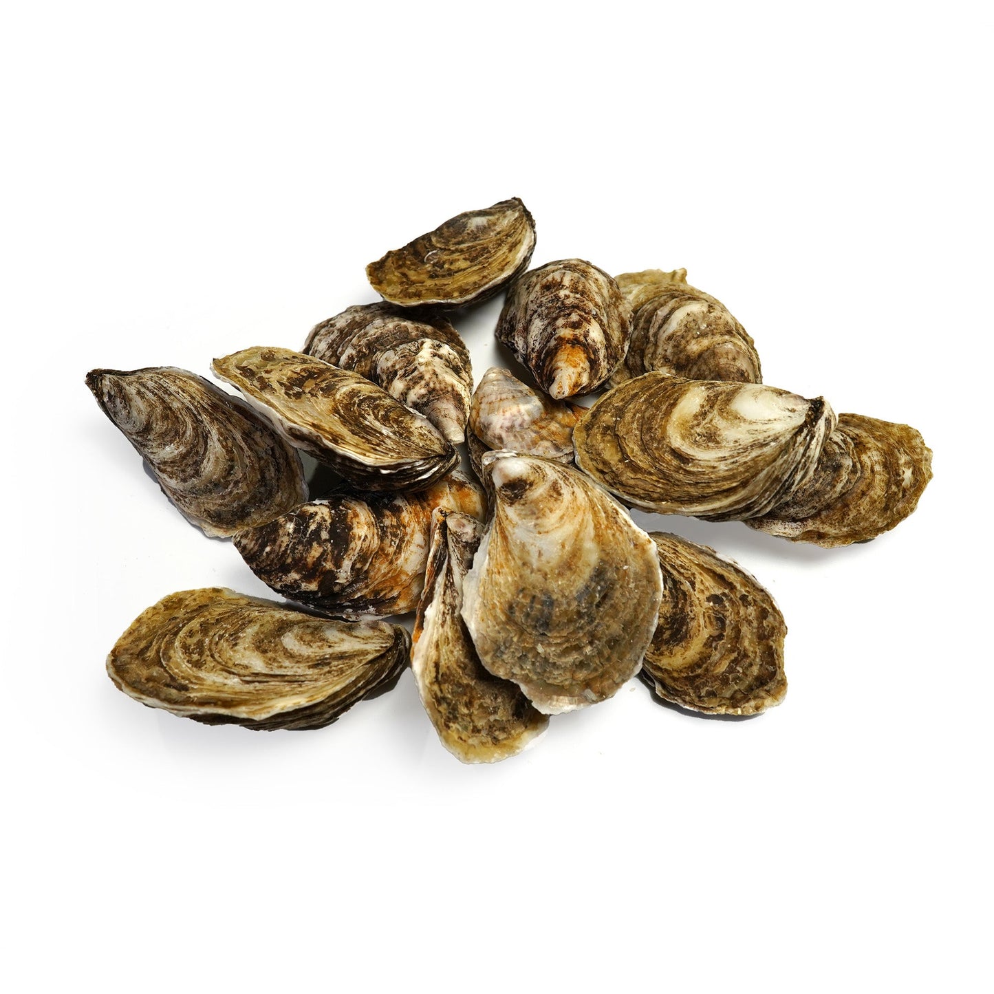 Wholesale Dix Farms Beau Soleil Oysters- Bulk