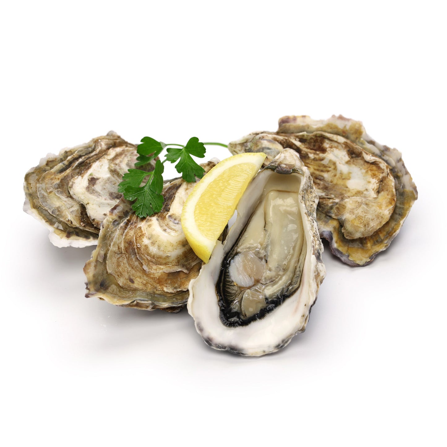 Wholesale Dix Farms Wellfleet Oysters- Bulk