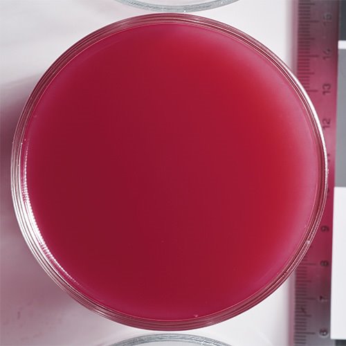 Wholesale Boiron Blood Orange Puree 1kg- Bulk