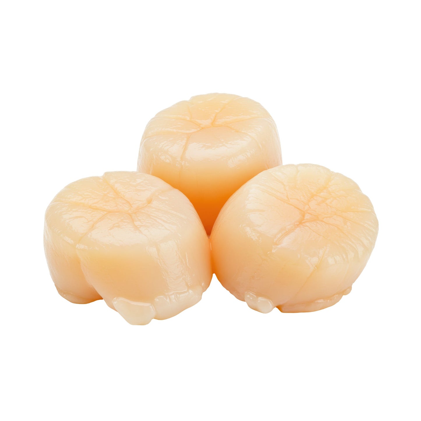 Wholesale Dix Farms Sea Scallops U10 Hokkaido Japan 8lb- Bulk