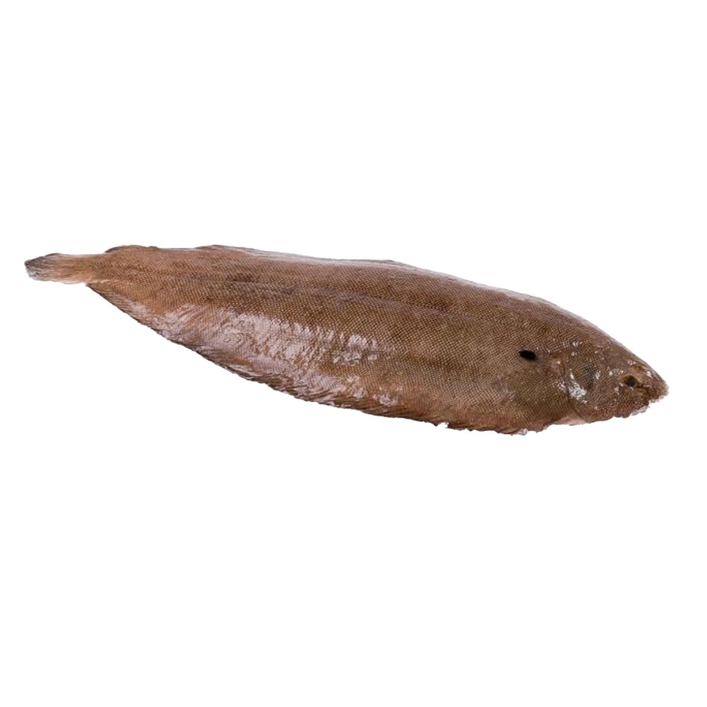 Wholesale Dix Farms Dover Sole Whole 18-20 Oz 5lb- Bulk