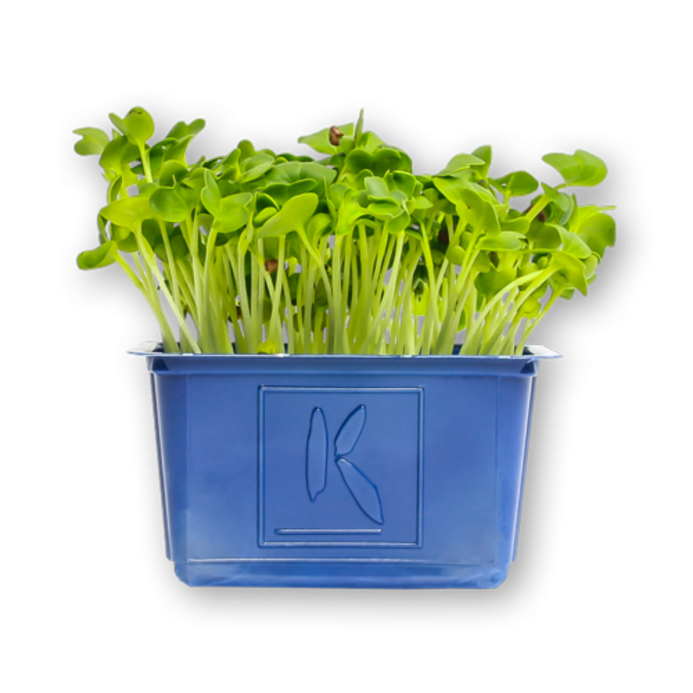 Wholesale Koppert Cress Case Daikon Cress- Bulk