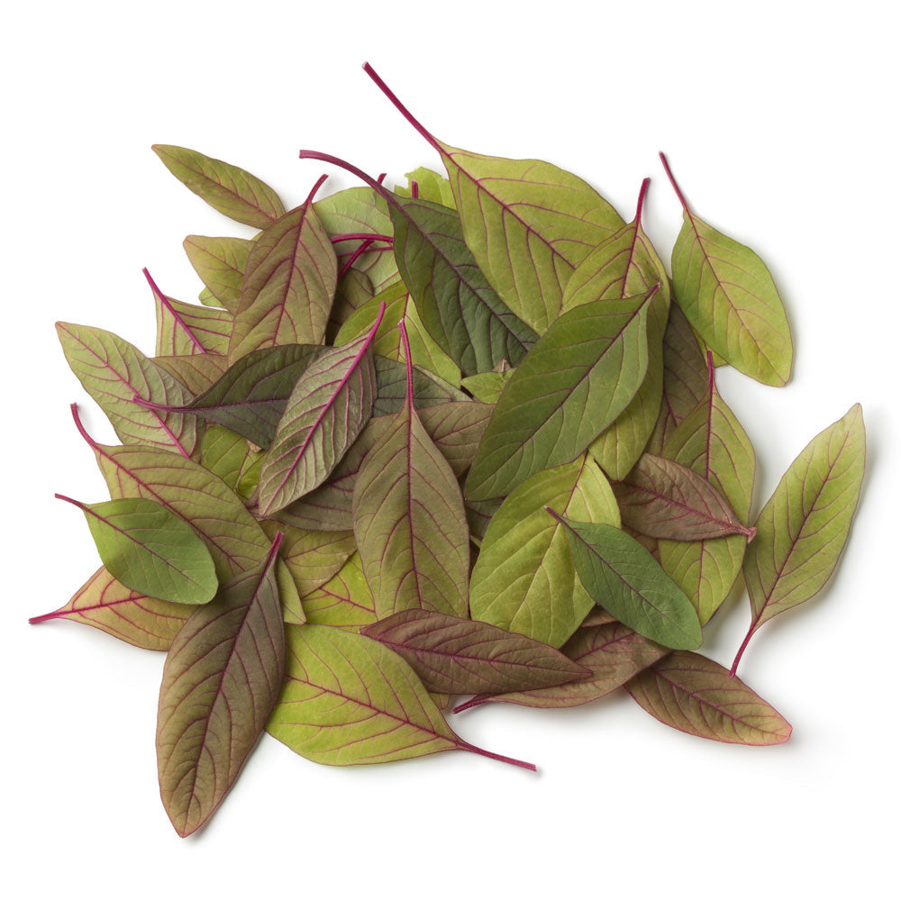 Wholesale Amaranth Cress | 16 cup bo- Bulk