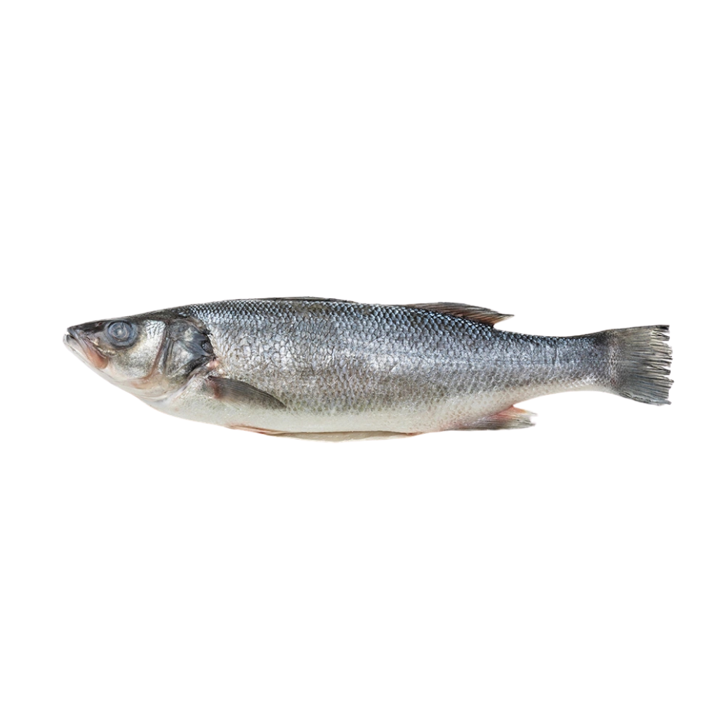 Wholesale BoxNCase Case 8/1000 Finned & Scaled Skin On Branzino- Bulk
