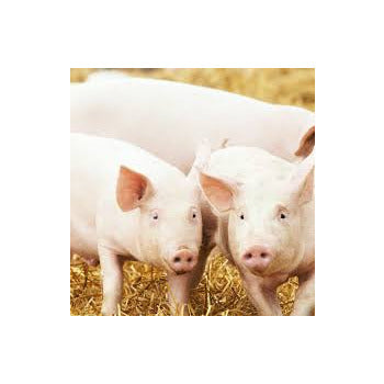 Wholesale Mosner Pig 20-25lb Fresh- Bulk