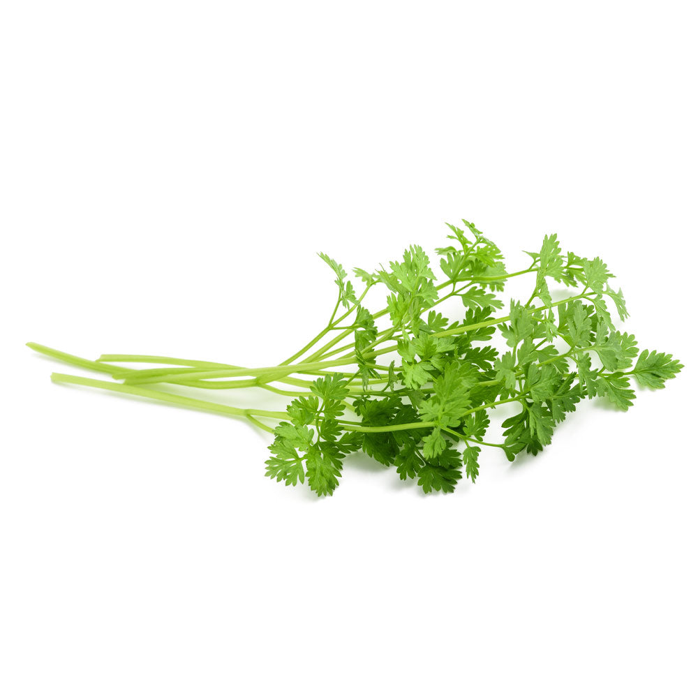 Wholesale Produce Exp Case Chervil- Bulk