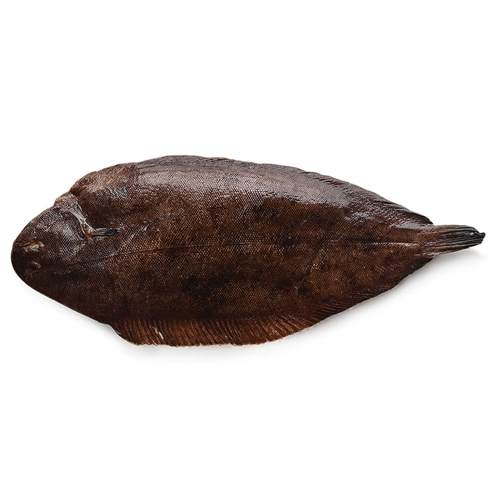 Wholesale Frozen 20/24 Dover Sole- Bulk