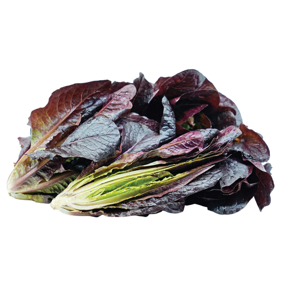Wholesale Baby Red Romaine Lettuce | 2 lb- Bulk