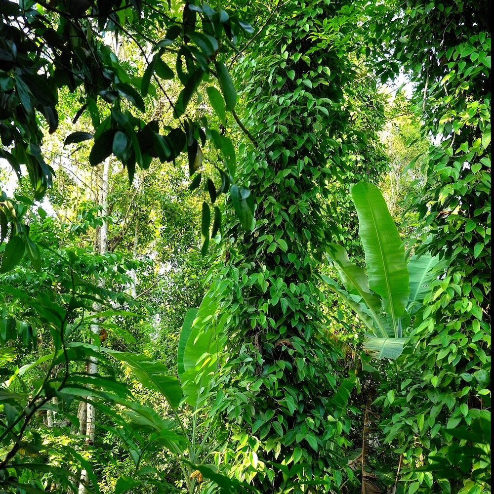 Wholesale Burlap & Barrel Whole Zanzibar Black Peppercorns 16oz- Bulk