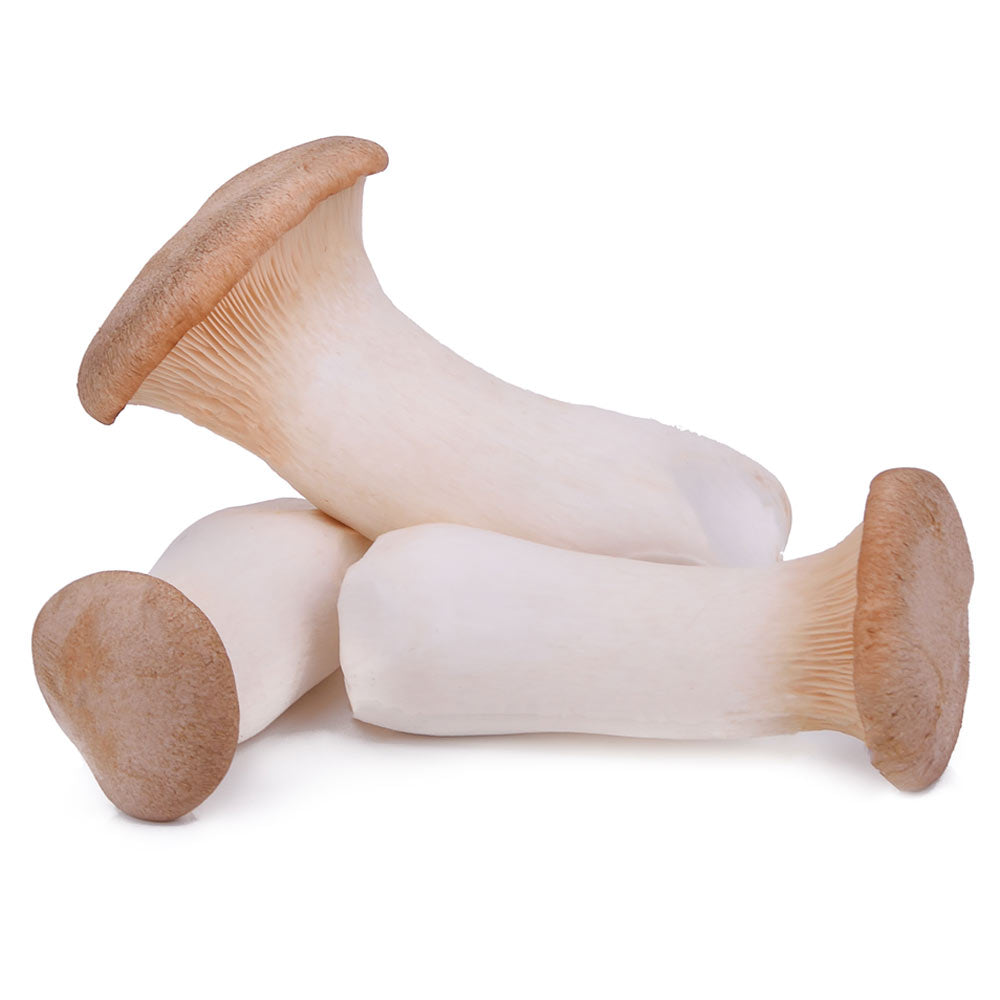 Wholesale BoxNCase Case Royal Trumpet Mushroom- Bulk