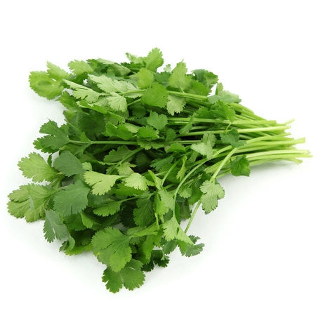 Wholesale Produce Exp Case Cilantro- Bulk