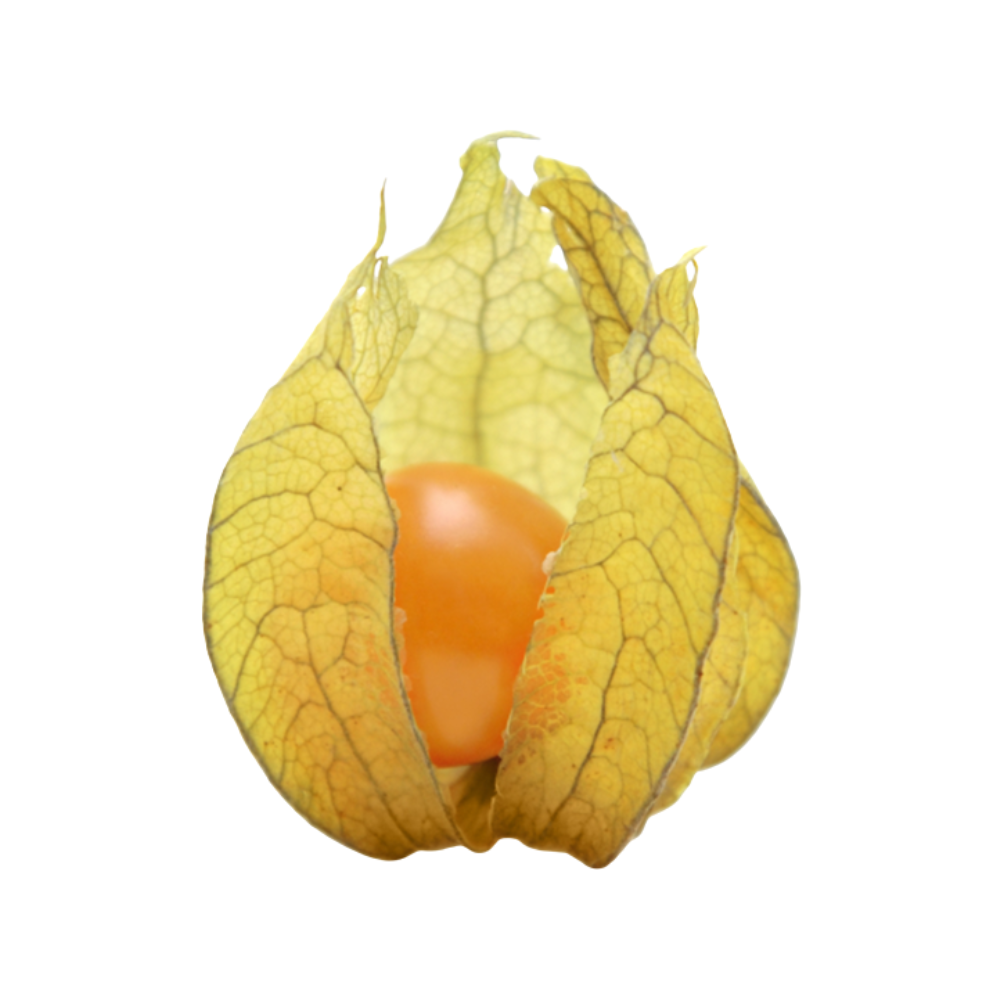 Wholesale BoxNCase Case Caped Gooseberries- Bulk