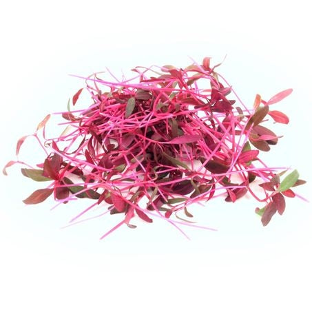 Wholesale Koppert Cress Case Micro Red Amaranth- Bulk