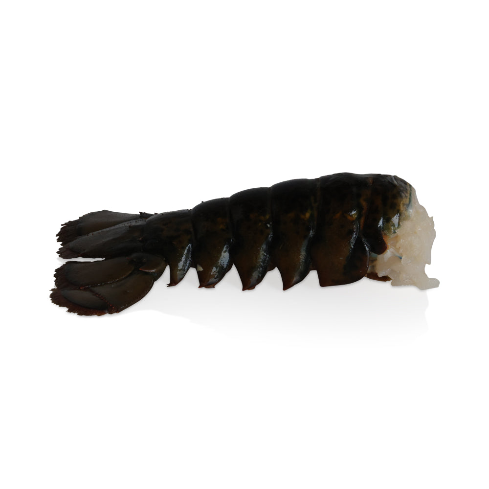 Wholesale Excellent Case 4Oz Coldwater Lobster Tail Frozen- Bulk