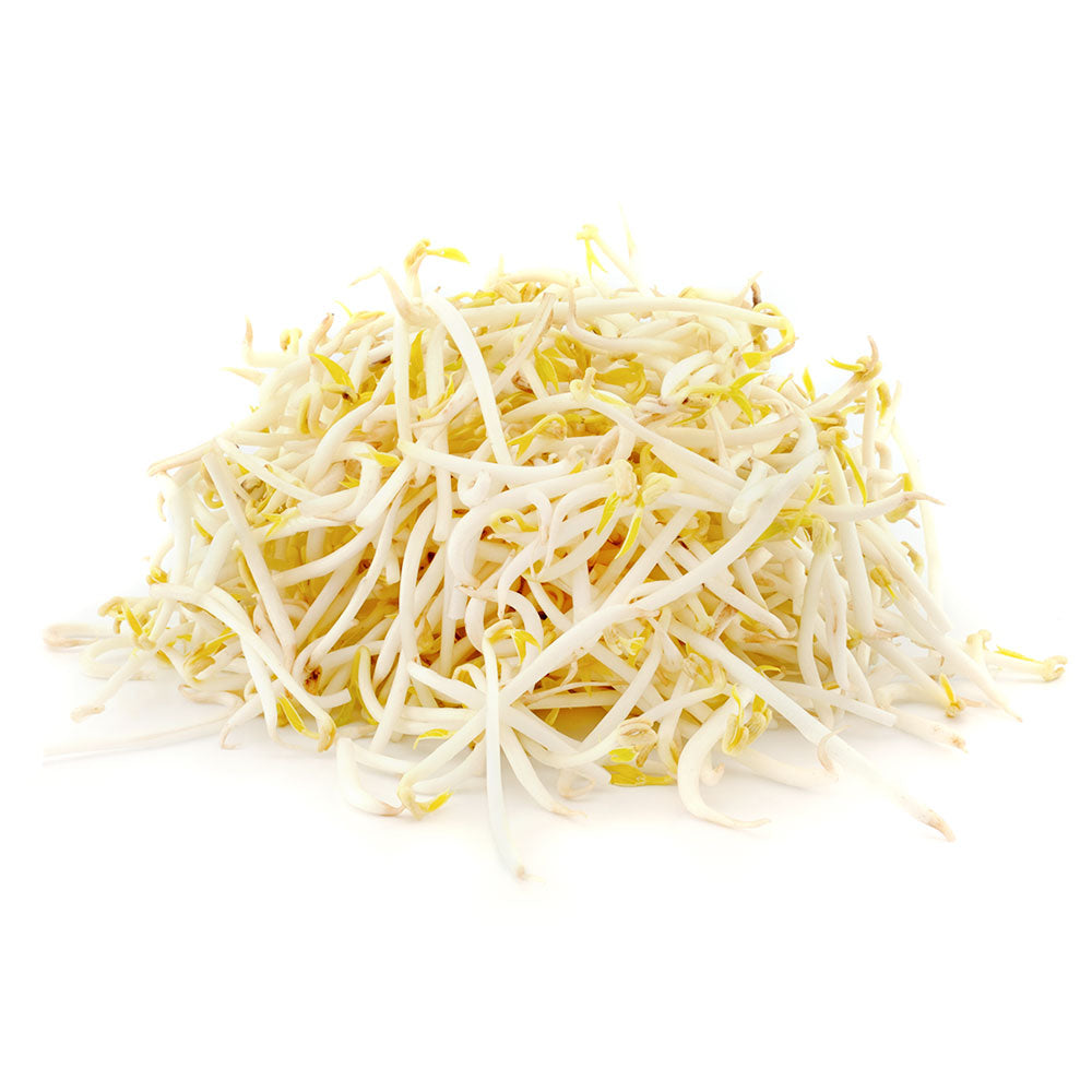 Wholesale BoxNCase Case Bean Sprouts- Bulk