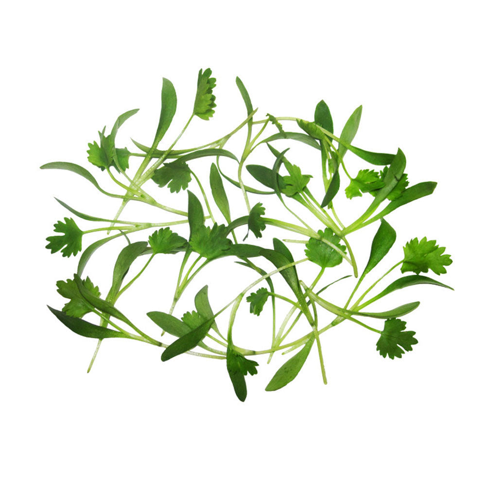 Wholesale Koppert Cress Case Micro Cilantro- Bulk