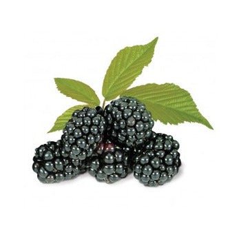 Wholesale Townsend Blackberries Iqf 10lb- Bulk