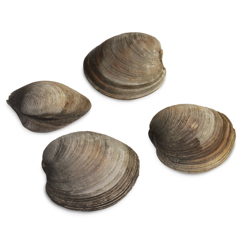 Wholesale Littleneck Clams 50Ct- Bulk