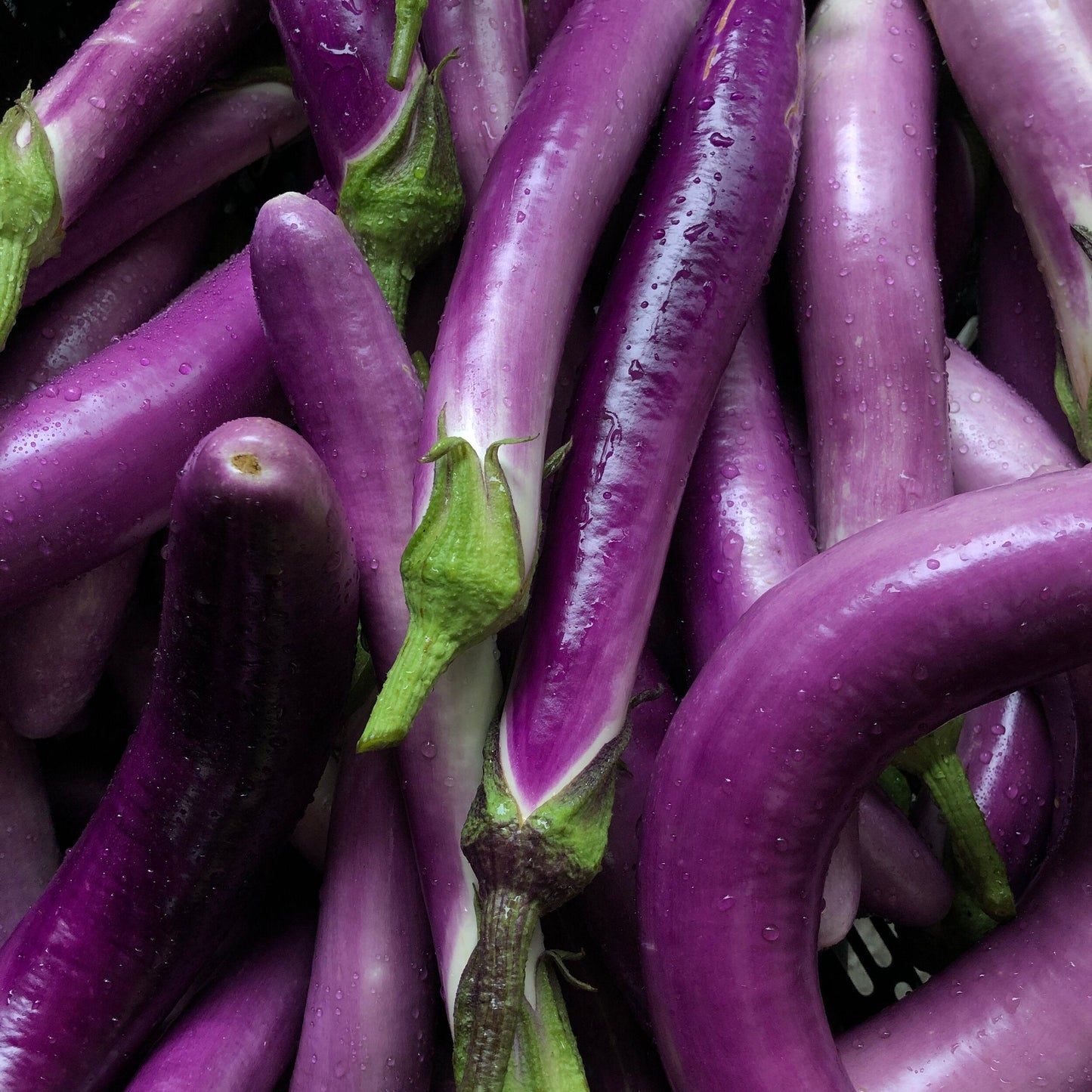 Wholesale BoxNCase Case Japanese Eggplant- Bulk