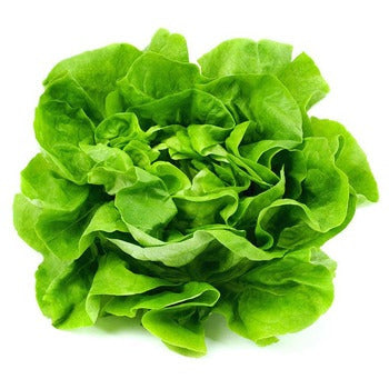 Wholesale Dix Farms Fresh Lettuce Boston- Bulk