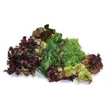 Wholesale Dix Farms Baby Specialty Mix Lettuce 2lb- Bulk