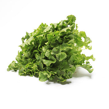 Wholesale Dix Farms Green Oak Baby Lettuce 2lb- Bulk