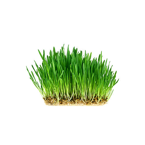 Wholesale Local Farm Wheatgrass, Local 5lb- Bulk