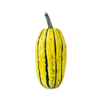 Wholesale Dix Farms Delicata Squash- Bulk