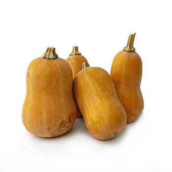 Wholesale Local Farm Honeynut Squash- Bulk